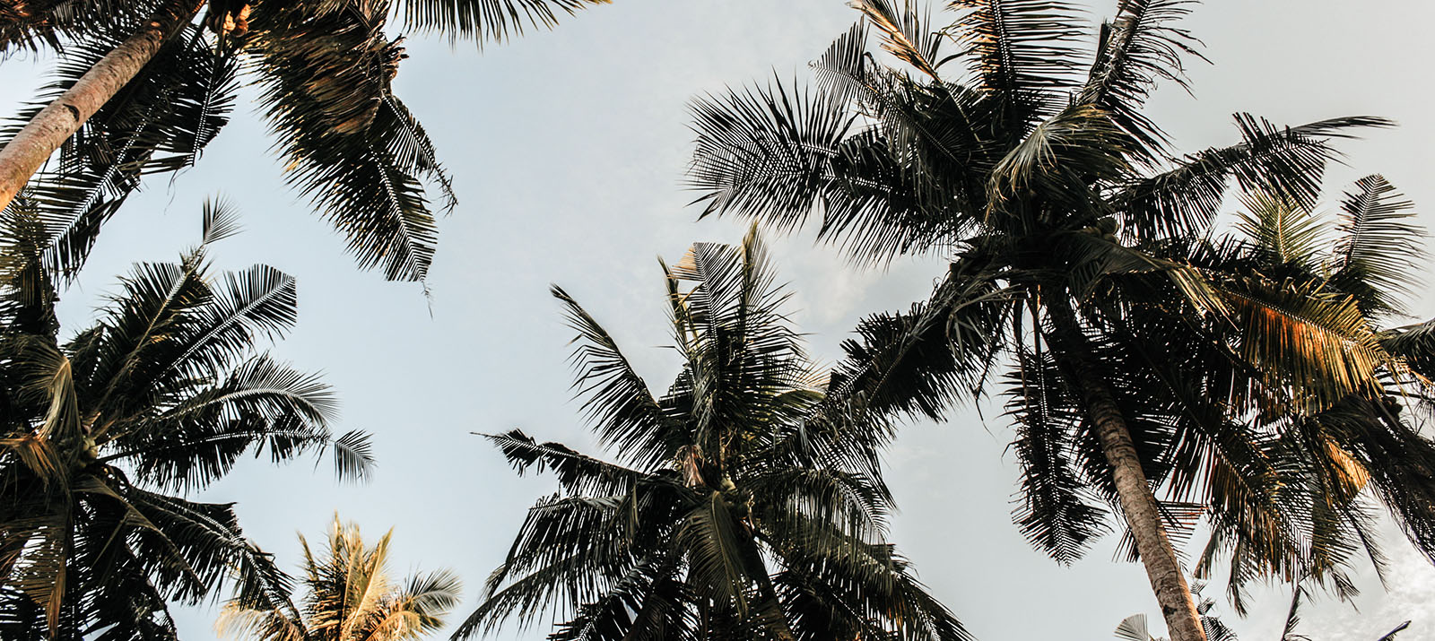 Palm Tree Image Palm Tree Image